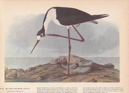 Audubon 1942 vintage birds - audubon,